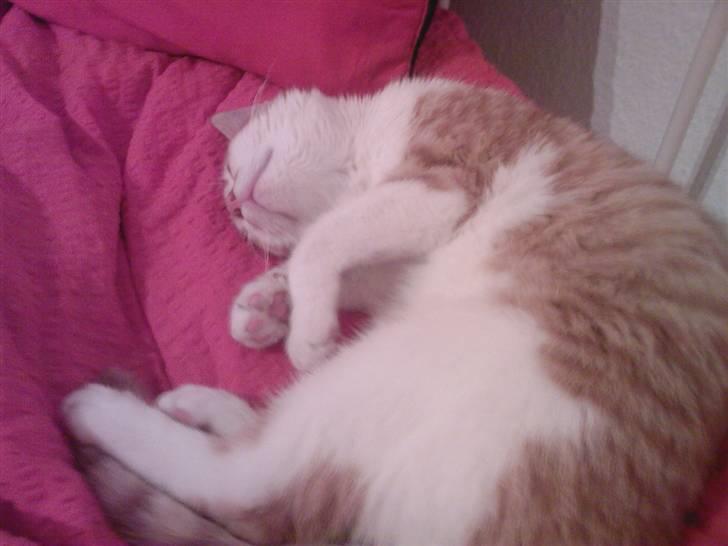 Huskat Buster billede 4