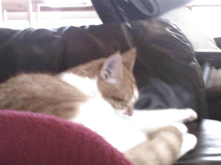 Huskat Buster billede 5