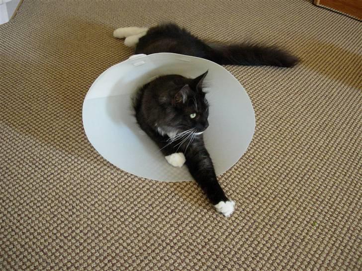 Norsk Skovkat Camissen's Conrad - En lille lækker "skærm trold" (det er hunden`s krave) billede 15