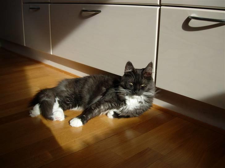 Norsk Skovkat Camissen's Conrad - Conrad 13 måneder billede 16