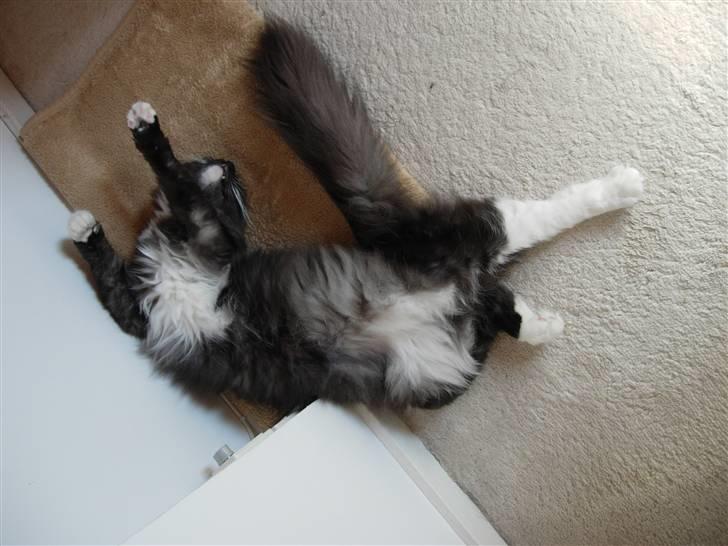 Norsk Skovkat Camissen's Conrad - Conrad 1 år billede 17