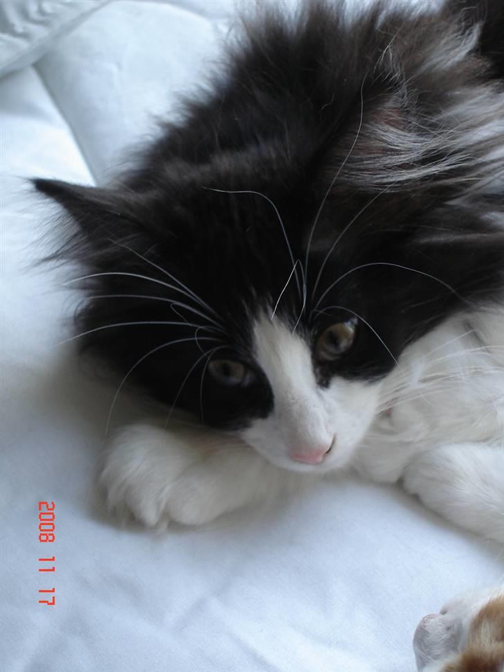 Norsk Skovkat Enya Zaphira - Ja - se selv hvor smuk jeg er! billede 1