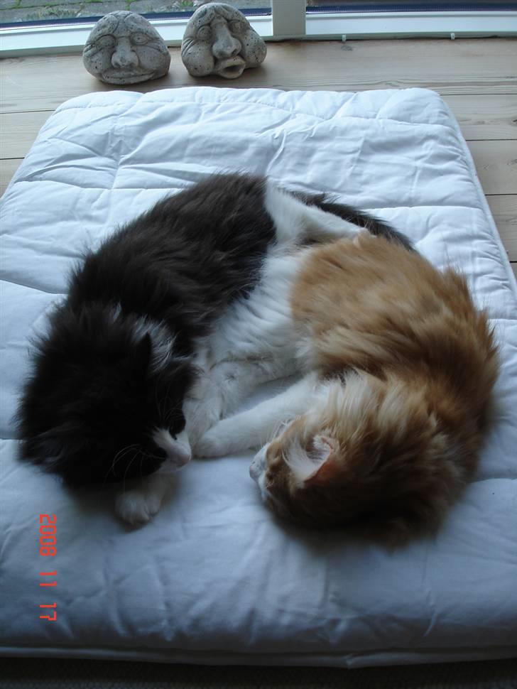 Norsk Skovkat Enya Zaphira - Her er jeg sammen med Aslan - han er også meget lækker. billede 2