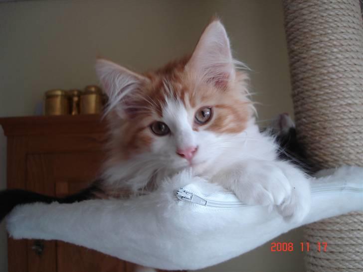 Norsk Skovkat Enzo Aslan - Ja det passer jeg ER virkelig nuttet billede 1