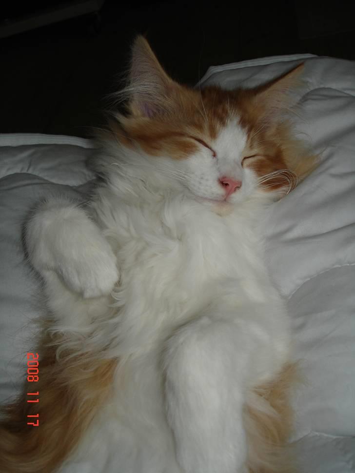 Norsk Skovkat Enzo Aslan - Ingen morgenhår - bare smuk :O) billede 2