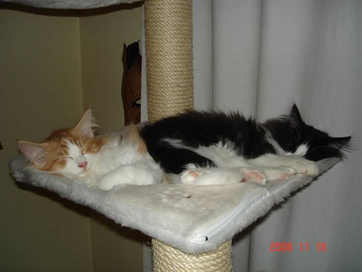 Norsk Skovkat Enzo Aslan - Mig og Zaphira, se selv hvor dejlige vi er. billede 3