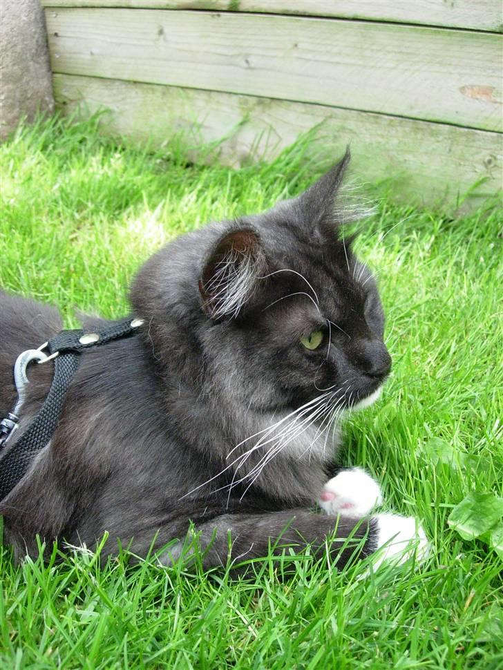 Norsk Skovkat Camissen's Conrad - Conrad 1 år billede 18