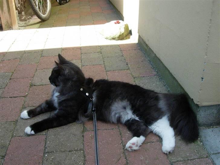 Norsk Skovkat Camissen's Conrad - Conrad 9 måneder billede 19