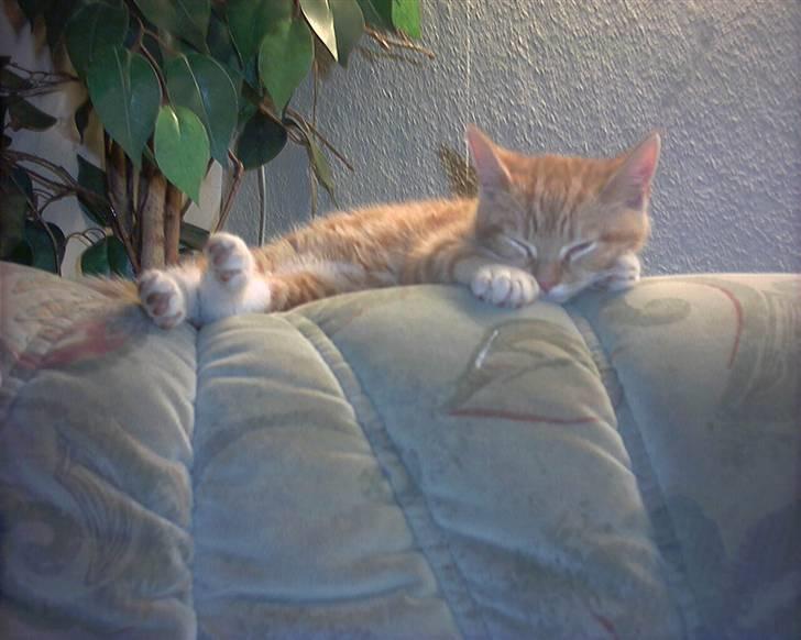 Blanding af racer mulle 2008*    +2009 billede 15