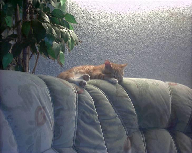 Blanding af racer mulle 2008*    +2009 billede 16