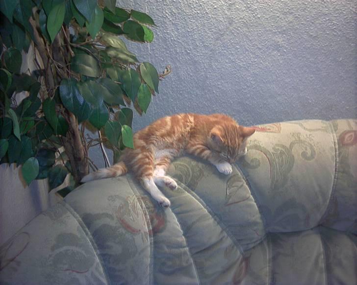 Blanding af racer mulle 2008*    +2009 billede 17