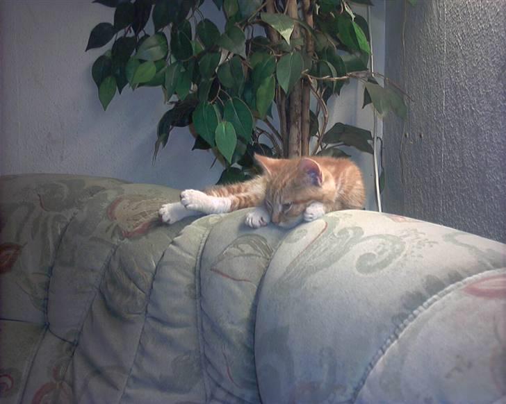 Blanding af racer mulle 2008*    +2009 billede 18