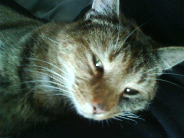 Huskat Pippi Amalie - close up- pic <3 billede 3