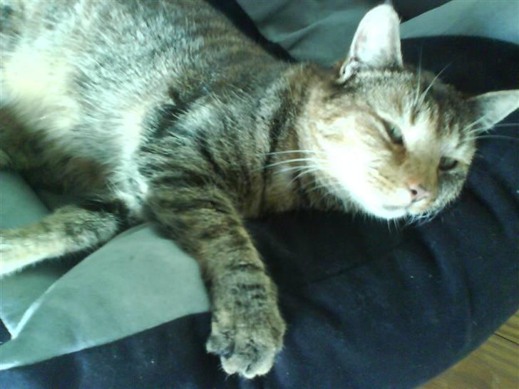 Huskat Pippi Amalie - heej misser :) billede 4