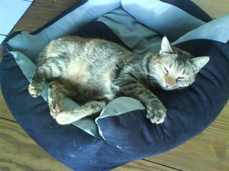 Huskat Pippi Amalie - Pippi faldt om af søvn i wilhelm´s seng <3 billede 5