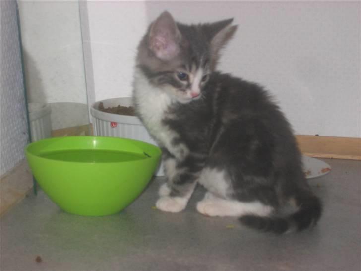 Huskat Lille fis - Hvad var det for en lyd billede 1