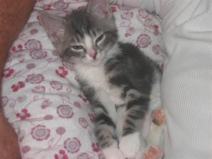 Huskat Lille fis - Tager en slapper hos far i dynen billede 2