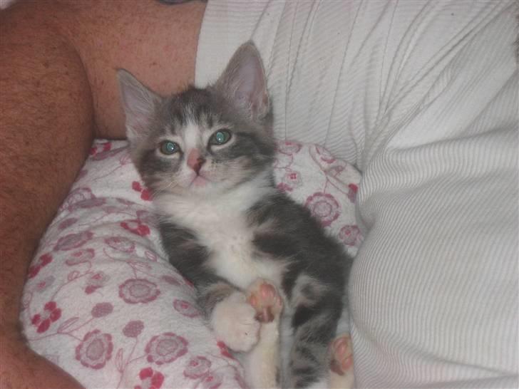 Huskat Lille fis - Skal nok se på dig billede 3