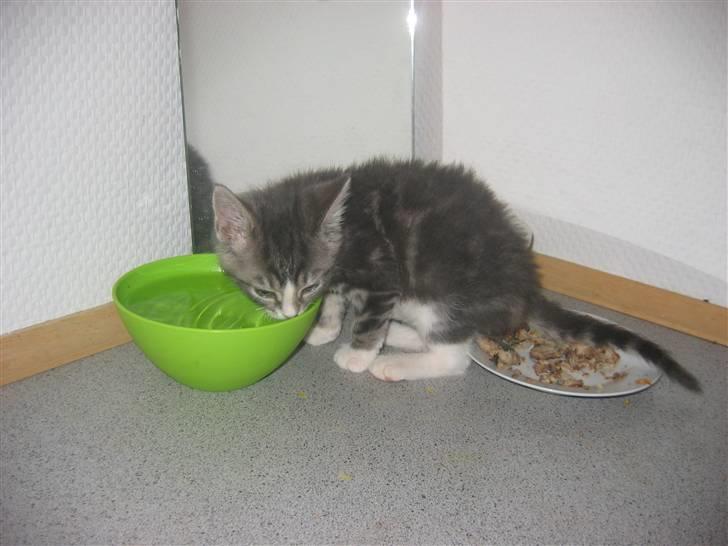 Huskat Lille fis - Dejligt med koldt vand billede 4