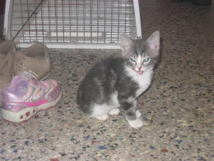 Huskat Lille fis - Vil du se min tunge billede 5