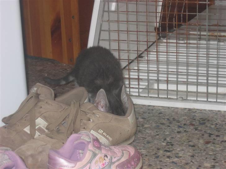 Huskat Lille fis - Fars sko skal undersøges billede 6