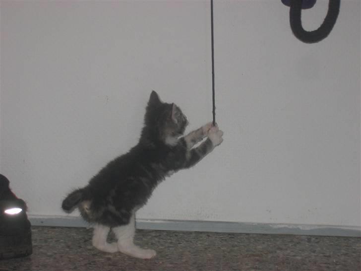 Huskat Lille fis - Hiver lige snoren ud af mors trøje,det er sjovt billede 7