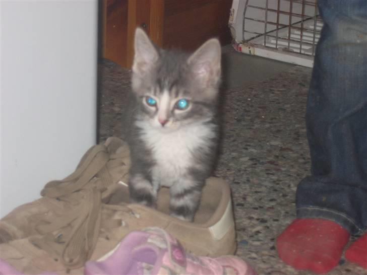 Huskat Lille fis - Lugtede ikke så godt billede 9