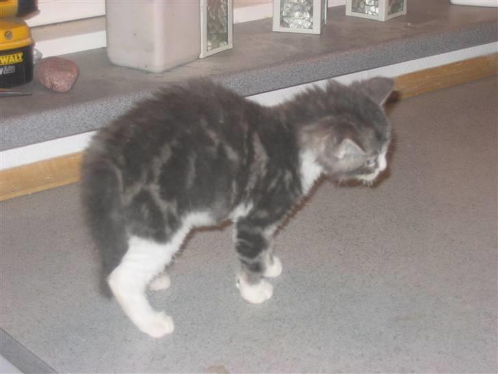 Huskat Lille fis - Farlig kat billede 10