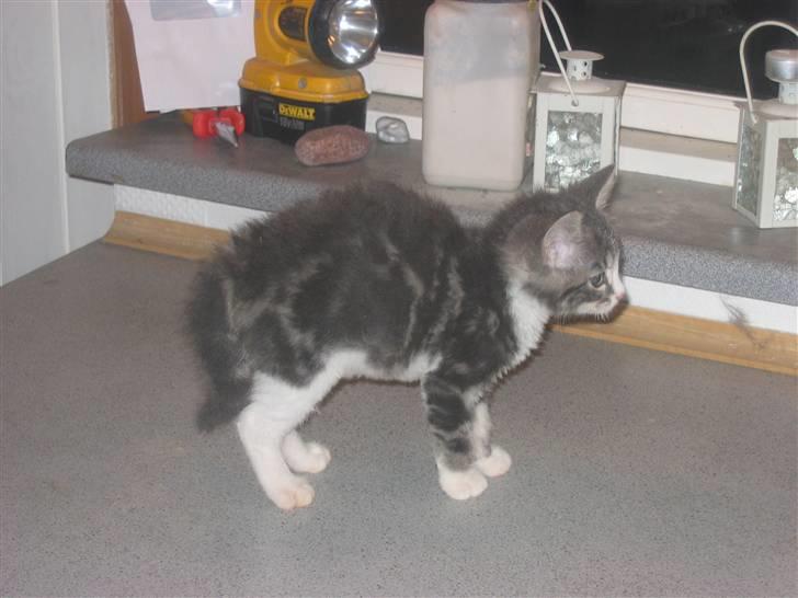 Huskat Lille fis - Uhh han er der endnu billede 11