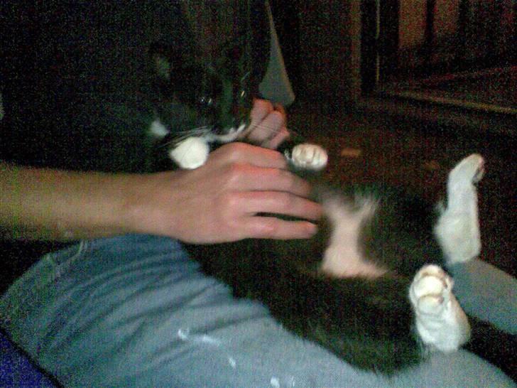 Huskat Gipsy - uhh nussen på maven... dejligt... billede 1