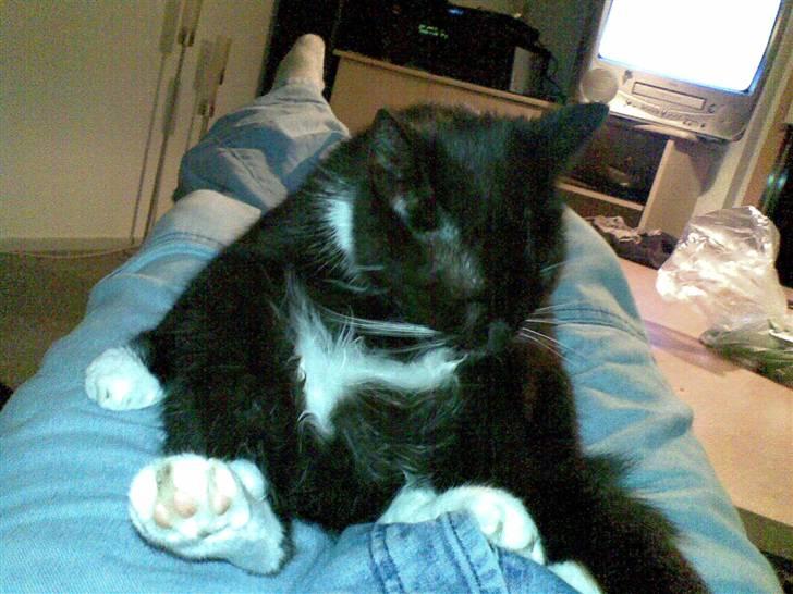 Huskat Gipsy - sidder egentligt godt... billede 2