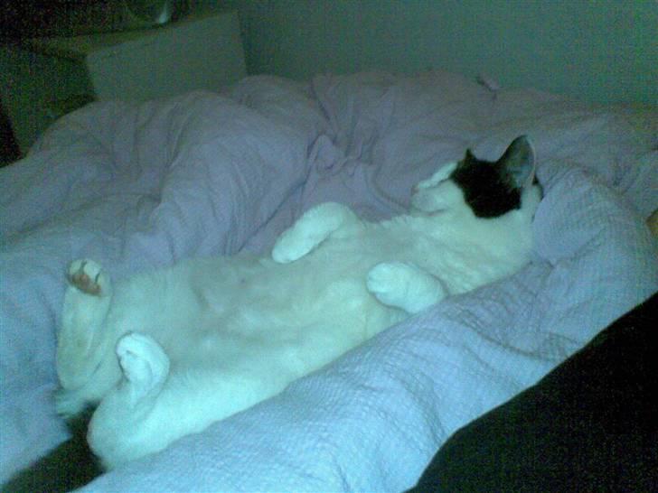 Huskat Mille - Uha hvor ligger jeg bar godt...  billede 1