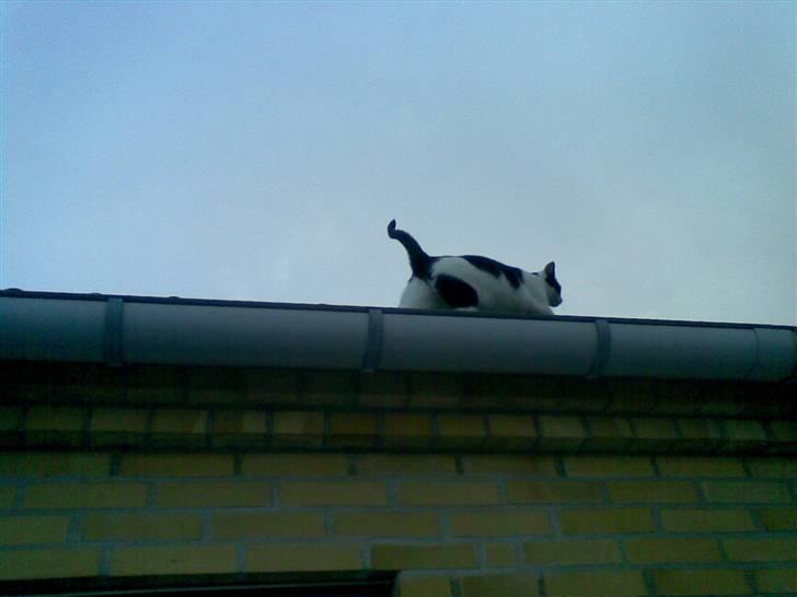 Huskat Mille - undersøger lige taget lidt...  billede 2