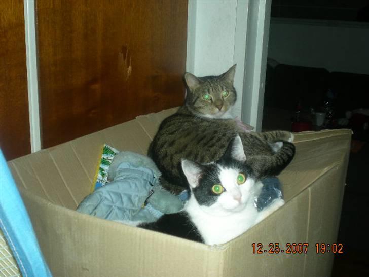 Huskat Pjevs - mig og mille inde vi allesammen skulle flytte... billede 2