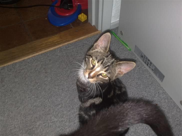 Huskat Balou - Jubii ta lige et billede af mig...  billede 2