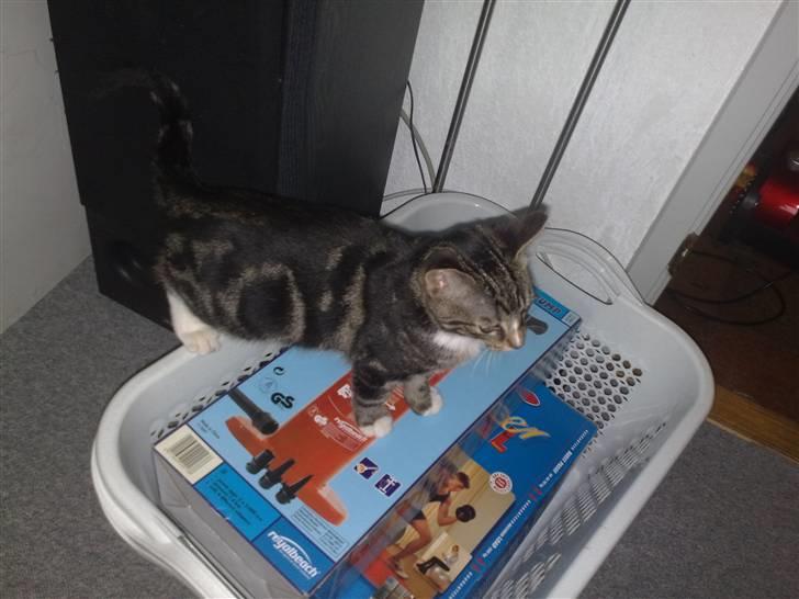 Huskat Balou billede 3