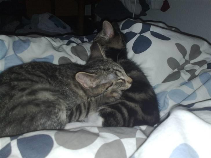 Huskat Balou - blir lige lagt lidt på...  billede 4