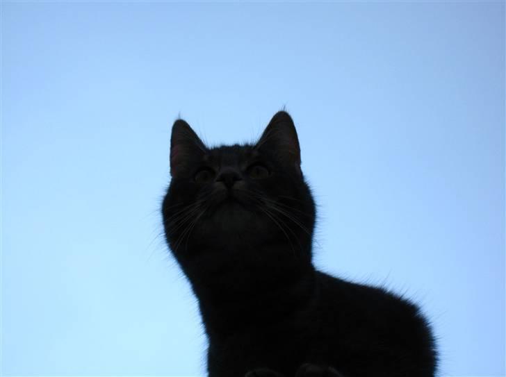 Blanding af racer Bodil billede 1