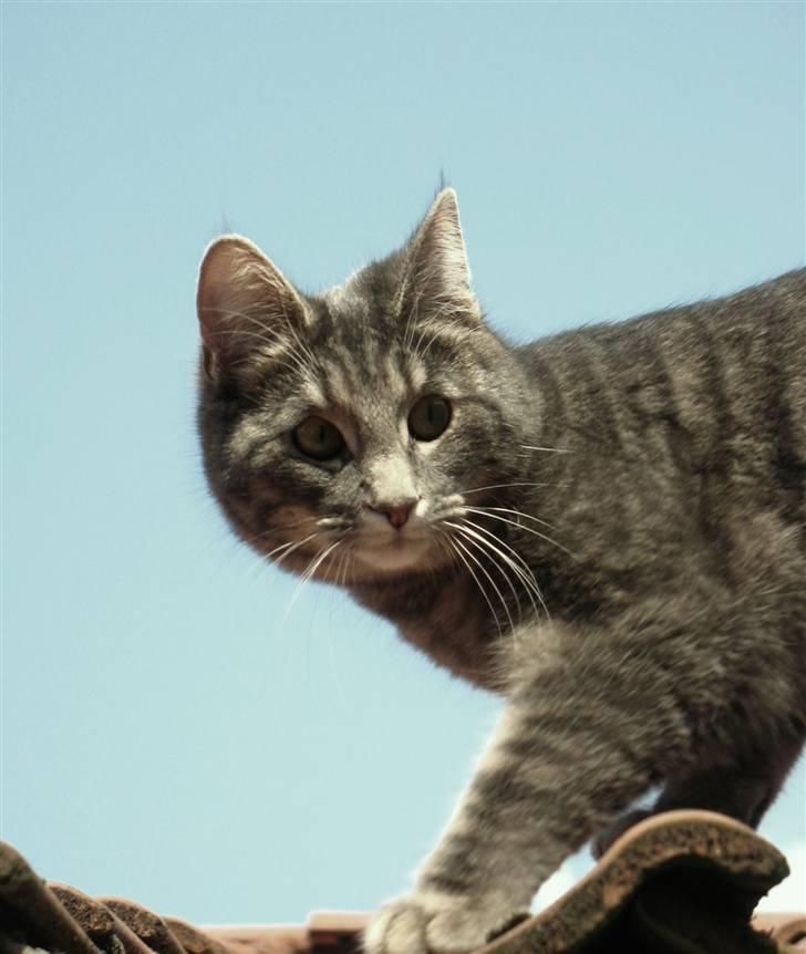 Blanding af racer Bodil billede 2