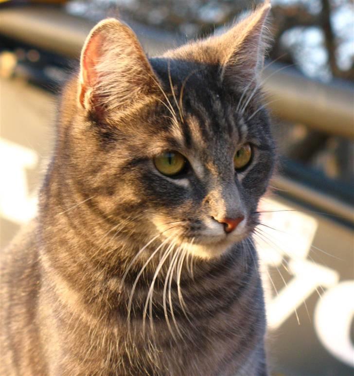 Blanding af racer Bodil billede 3