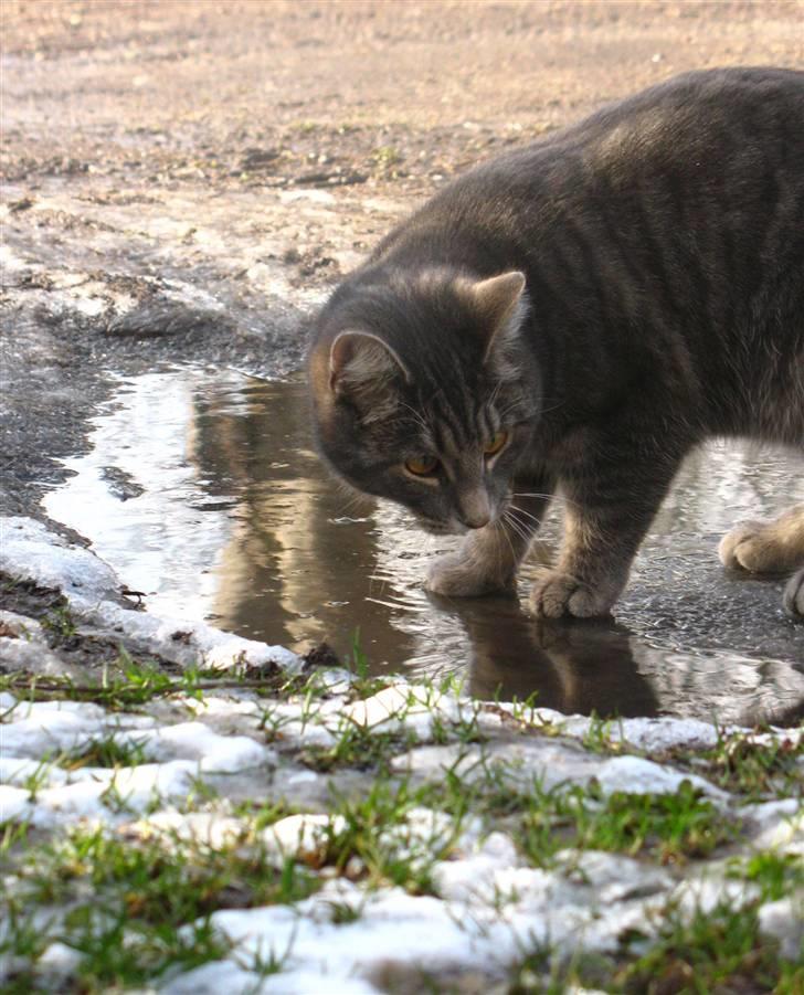 Blanding af racer Bodil billede 4