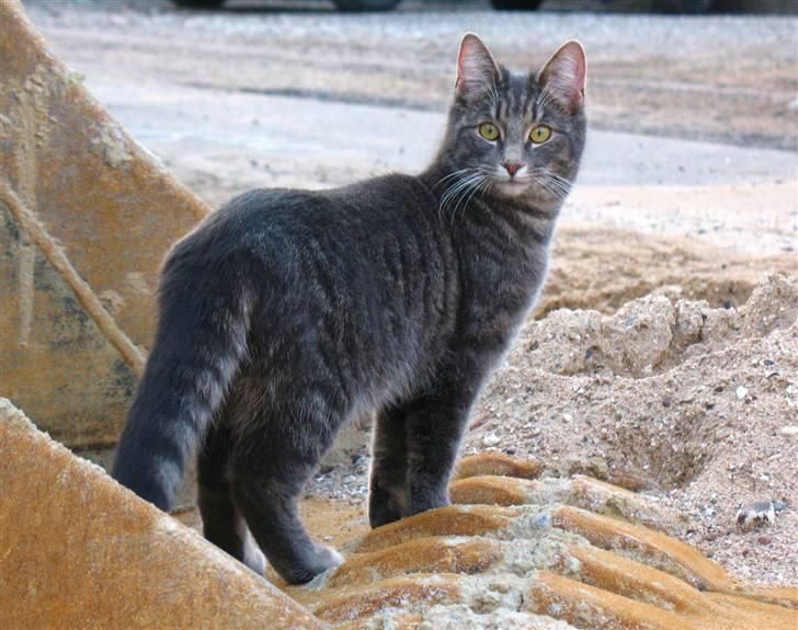 Blanding af racer Bodil billede 5