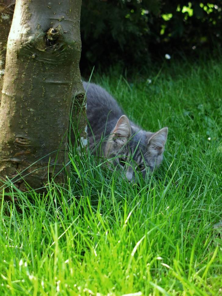 Blanding af racer Bodil billede 6