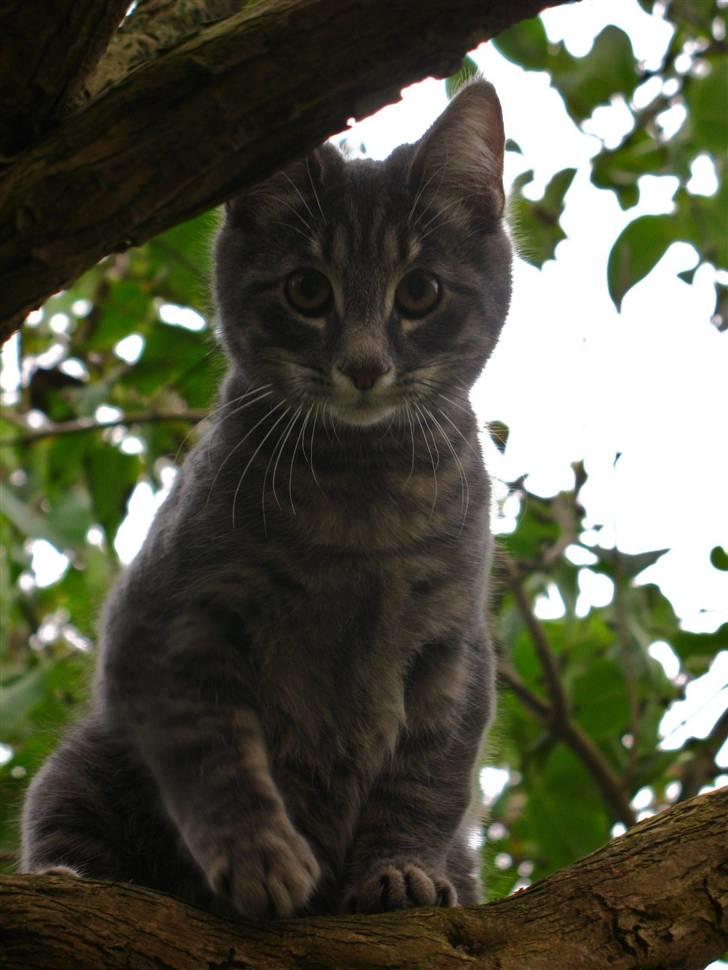 Blanding af racer Bodil billede 8