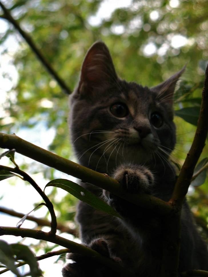 Blanding af racer Bodil billede 9