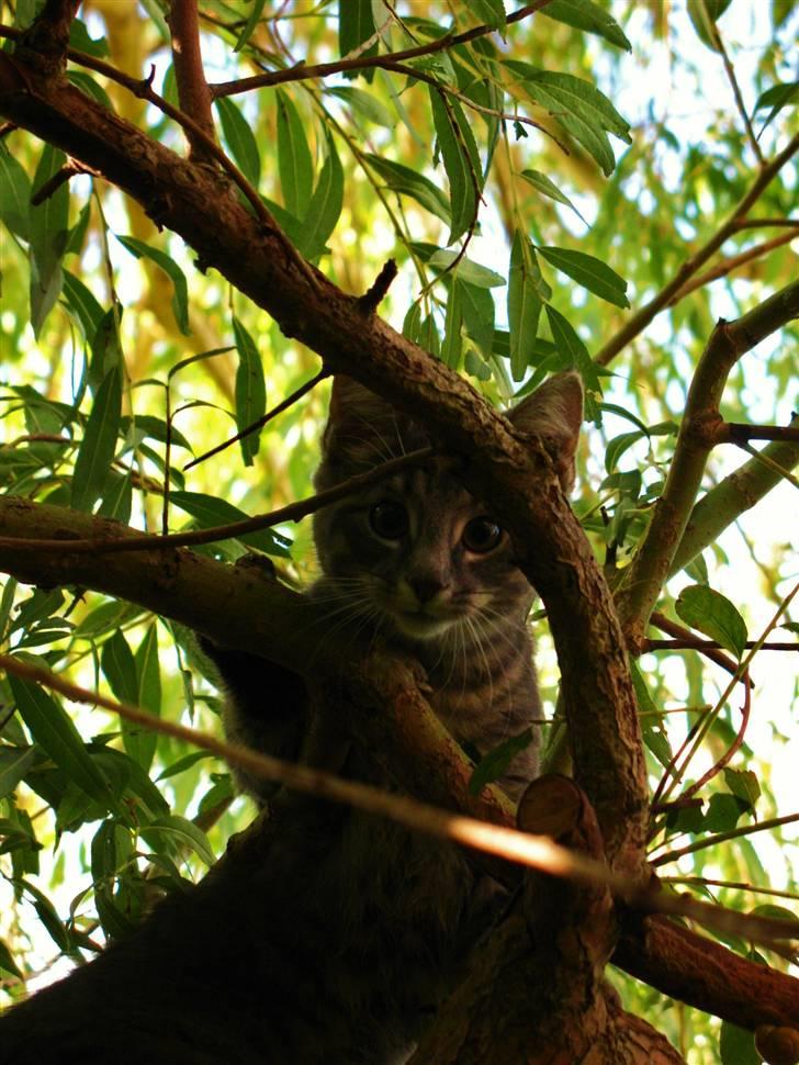 Blanding af racer Bodil billede 10