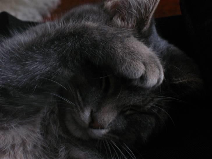 Blanding af racer Bodil billede 11