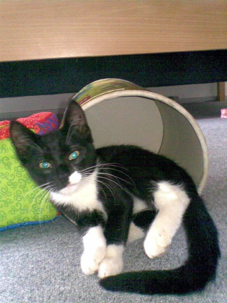 Huskat Laban - leger med Tobias´ lego spand...  billede 1