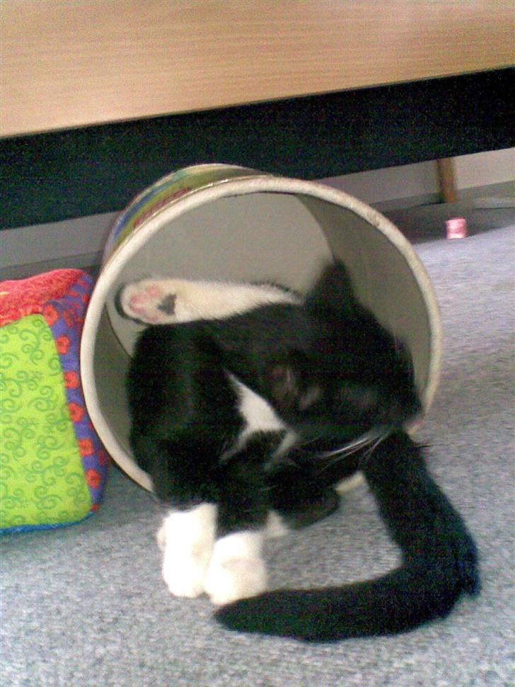 Huskat Laban - igen spanden...  billede 2