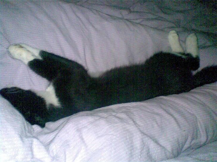 Huskat Laban - uha flader ud på sengen...  billede 3
